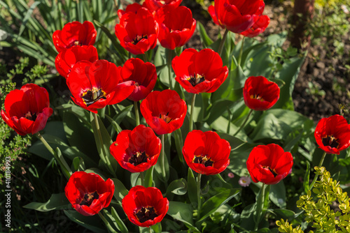 A bouque tulips. A gift to a woman's. Holiday or birthday panoramic background with tulip flowerbed, red, yellow, flower garden