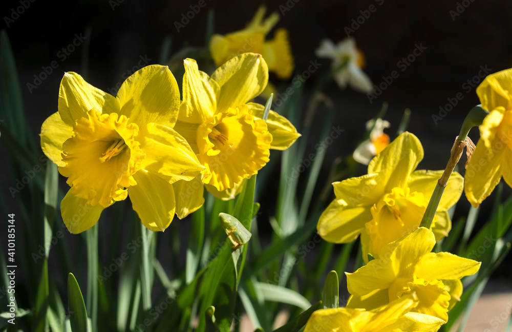 Yellow daffodils. flower blooms in spring in the garden. Yellow flowers at field close up, flower background photography. Yellow daffodils. flower blooms in spring in the garden. Yellow flowers at field close up, flower background photography.