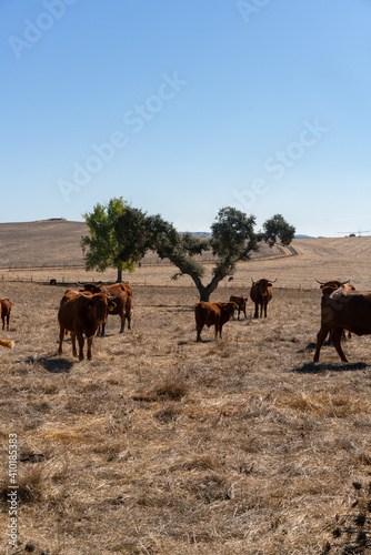 Brown cows on a rural brown dry field with cork trees on a summer blue sky day  in Alentejo