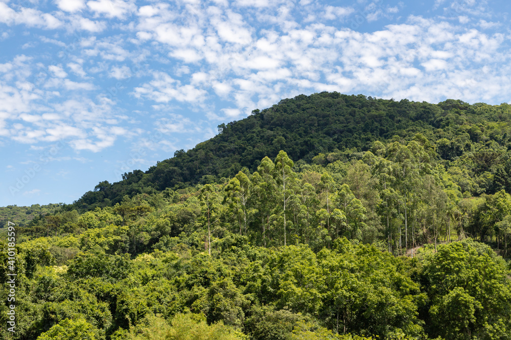 Forest over mountain