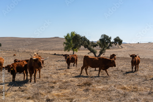 Brown cows on a rural brown dry field with cork trees on a summer blue sky day, in Alentejo
