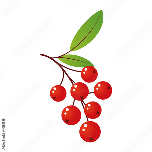 Rowan tree branch with leaves and berries. Vector illustration isolated on white background. Mountain ash summer design. Gradient fill. Bunch of mountain ash