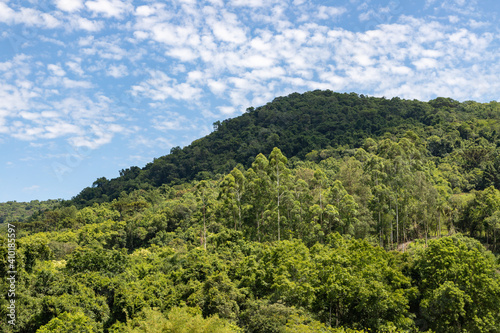 Forest over mountain