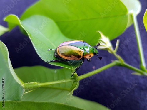 
Macraspis festiva is a species of beetles in the family Scarabaeidae. Amazon rainforest, Brazil
 photo