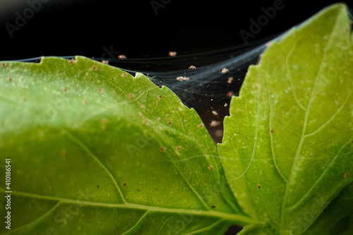 Macro of spider mites on basil