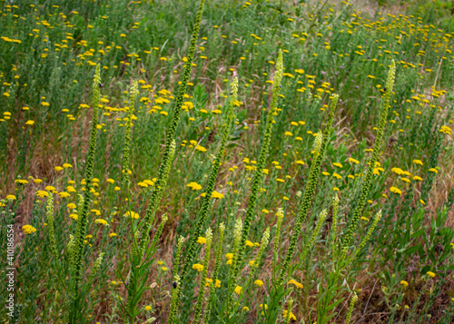 Natural green background. Flowered field with long green candelabra-shaped plants with yellow flowers in the middle. 