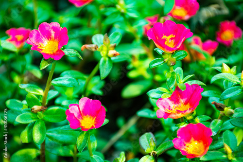 Portulaca oleracea flower bright pink flowers Blurred green leaves There is a beautiful light in the sun.