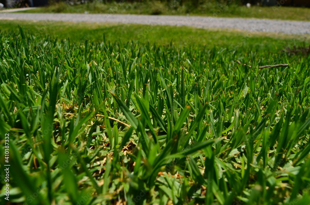 background grass green in the garden. Take care of nature. background grass green in the garden. Take care of nature.