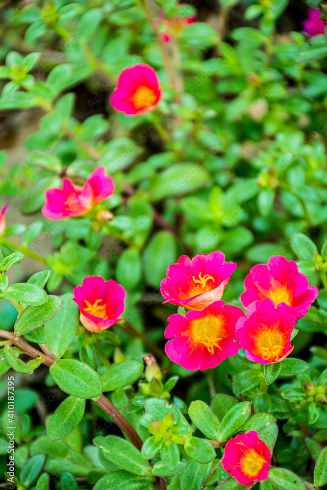 Portulaca oleracea flower bright pink flowers Blurred green leaves There is a beautiful light in the sun. 