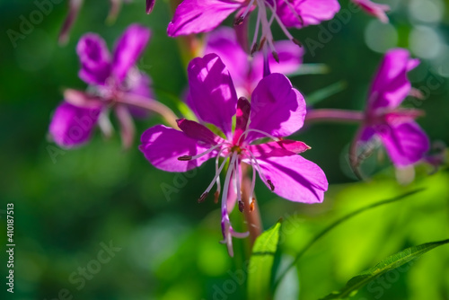 Fireweed flowers. Wonderful magenta flowers of a fireweed.