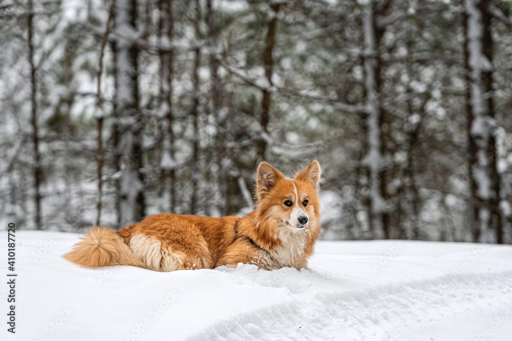 Welsh Corgi Pembroke on a walk in a beautiful winter forest Welsh Corgi Pembroke on a walk in a beautiful winter forest