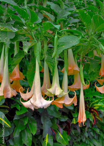 Many yellow Brugmansia named angels trumpet or Datura flower blossom in a garden.