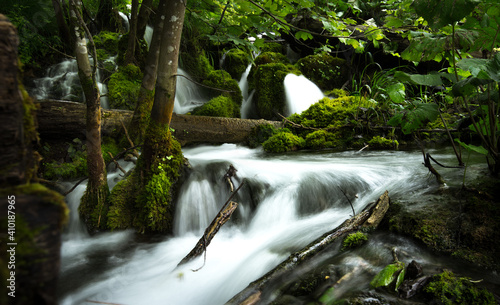 Green rainforest with creek fairytale landscape