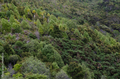 Forest in Taieri River Scenic Reserve. Otago. South Island. New Zealand.