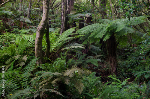 Rainforest with golden tree fern Dicksonia fibrosa to the right. Taieri River Scenic Reserve. Otago. South Island. New Zealand.
