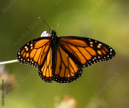African Monarch Butterfly