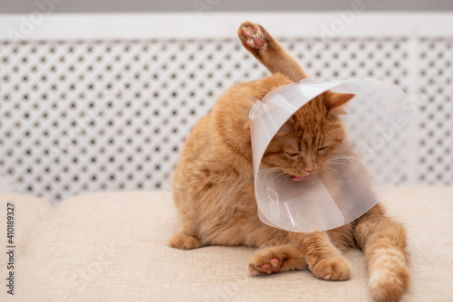 Ginger cat with Vet Elizabethan collar trying to licking his paw.