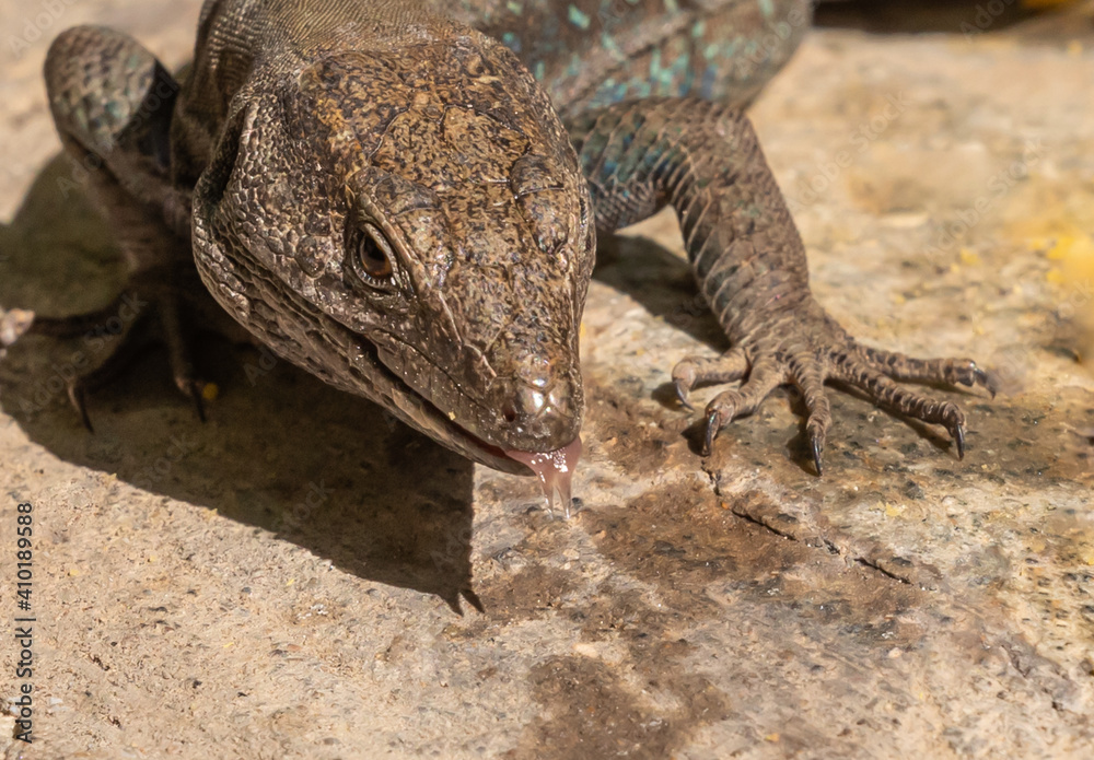 Lizards, close-up Lizards, close-up