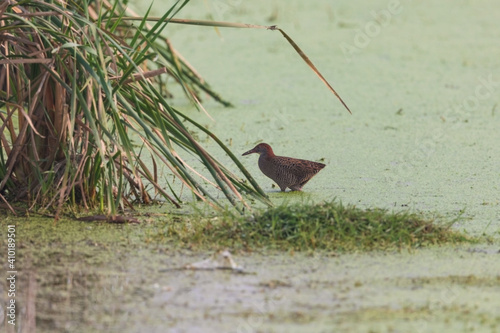 Slaty-breasted rail (Lewinia striata) at Baruipur wetland, West Bengal, India photo