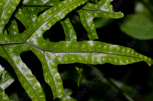 Fronds of kangaroo fern Zealandia pustulata. Taieri River Scenic Reserve. Otago. South Island. New Zealand. photo