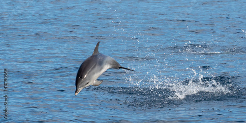 Billede på lærred Dolphins playing in waves