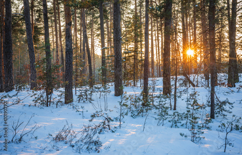 Winter snow forest at sunset, Ukraine 
