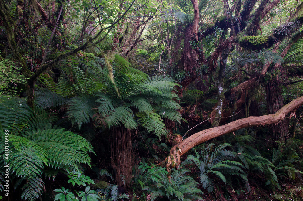 Fototapeta premium Rainforest with golden tree ferns Dicksonia fibrosa. The Catlins. Otago. South Island. New Zealand.