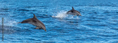 Fototapeta samoprzylepna Dolphins playing in waves