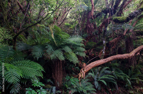 Rainforest with golden tree ferns Dicksonia fibrosa. The Catlins. Otago. South Island. New Zealand. © Víctor