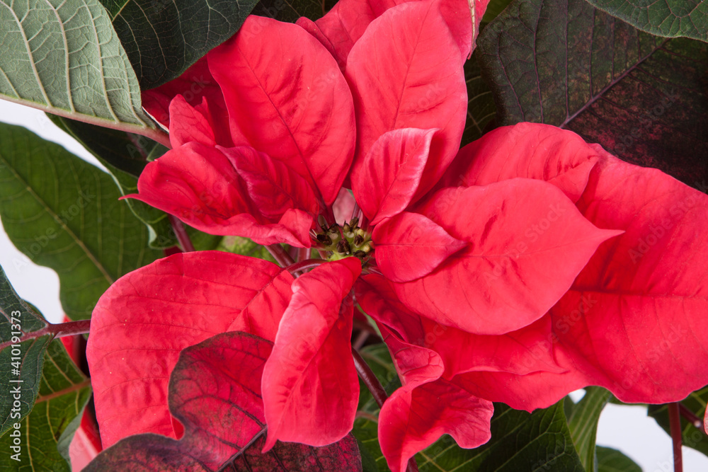 Traditional Christmas plant Euphorbia pulcherrima Traditional Christmas plant Euphorbia pulcherrima
