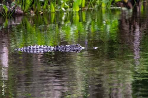 Florida Alligator in the Wakulla River