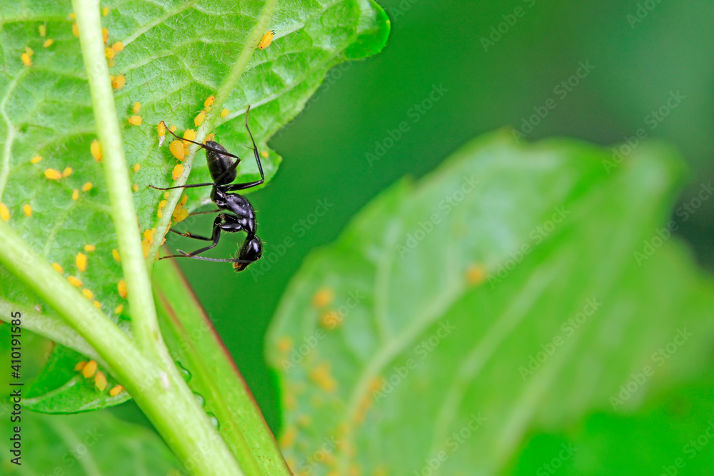 The Japanese bowback ant beats aphids and sucks the honeydew secreted by aphids The Japanese bowback ant beats aphids and sucks the honeydew secreted by aphids