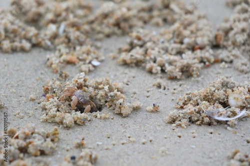 Ghost crab build a house on the beach. Ghost Crab habitat on sand. Animal and nature concept.