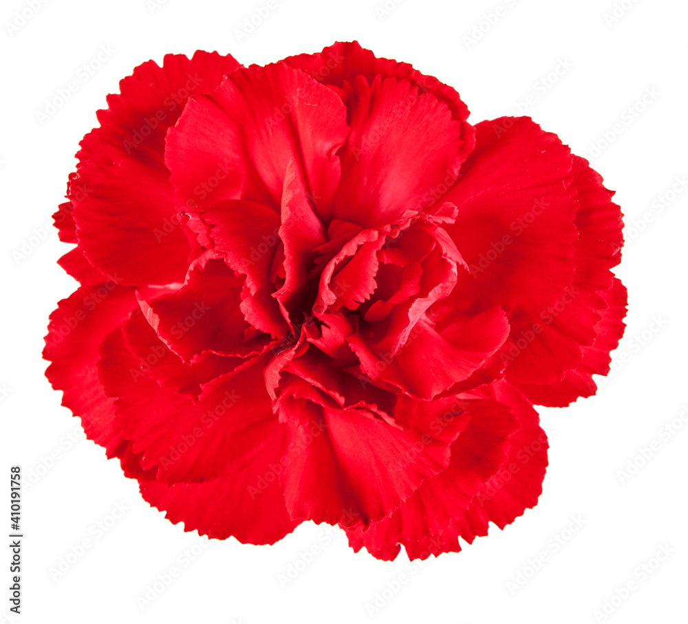 Blooming carnation flower isolated on white background Blooming carnation flower isolated on white background