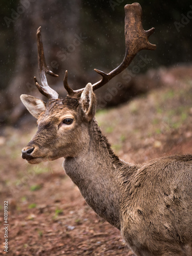 Male deer close up looking at the camera