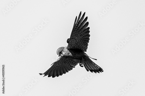 Male kestrel bird of prey  Falco tinnunculus  hovering hunting for prey