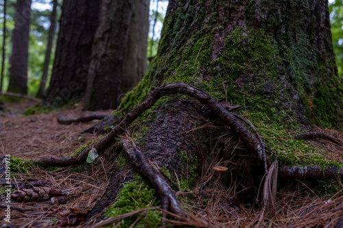 mossy tree trunk in the forest after rain