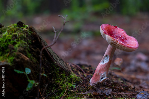bright red mushroom next to mossy tree stump