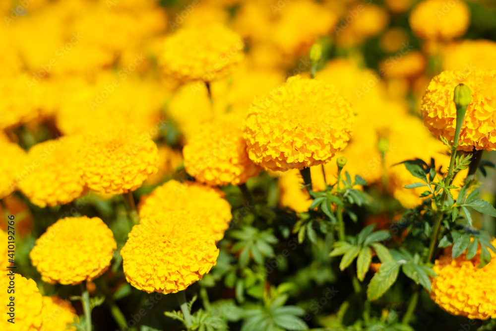 Amazing Mexican marigold flower in garden, on natural beautiful background.selection focus. Amazing Mexican marigold flower in garden, on natural beautiful background.selection focus.