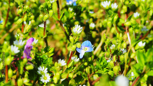 Frühlingsblüten