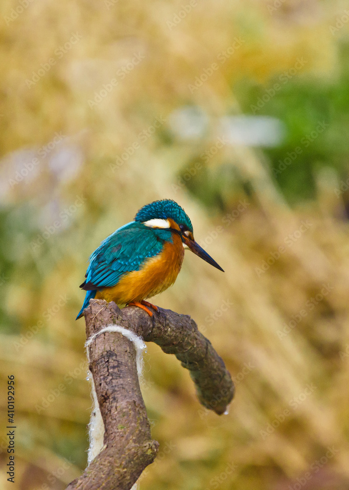 Obraz premium A beautiful bright turquoise king fisher in the nature