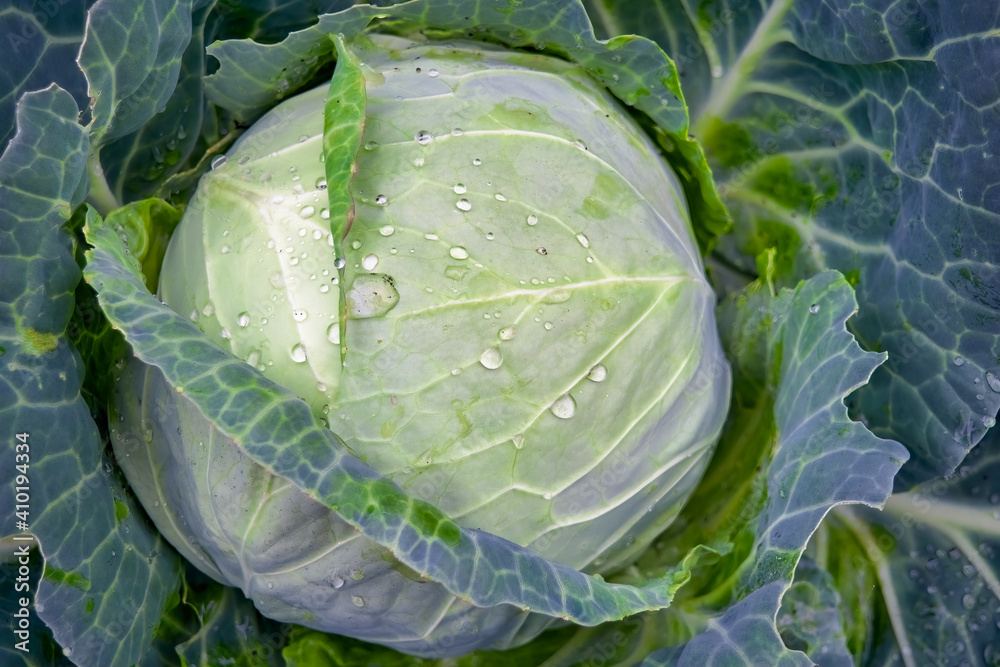 Obraz premium White cabbage growing in the garden with dew drops close-up.