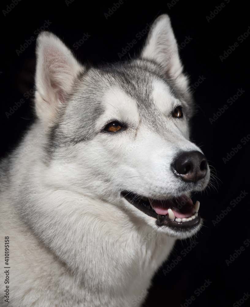 Portrait of a Siberian Husky