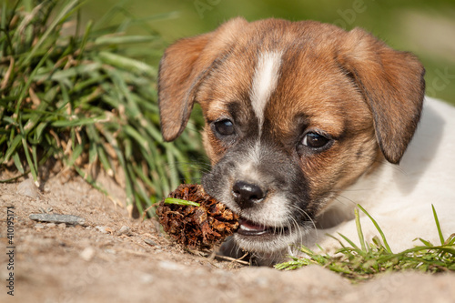 lovely danish swedish farmdog puppy chewing on a pine cone photo