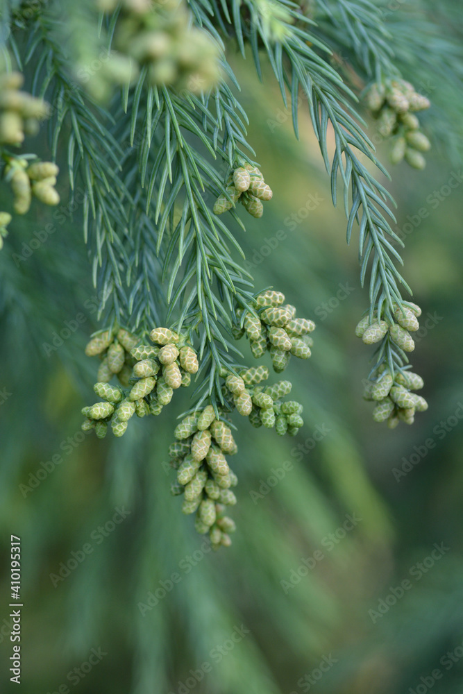 Japanese cedar