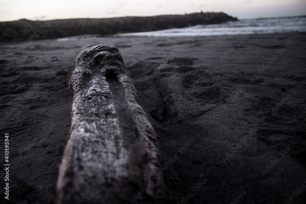 Fototapeta premium troncos playa