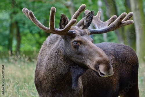 Portrait of European moose (Alces alce).