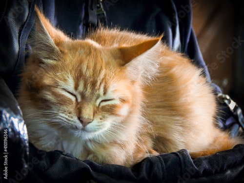 yellow stripes cat lying and resting on a backpack looging at camera photo