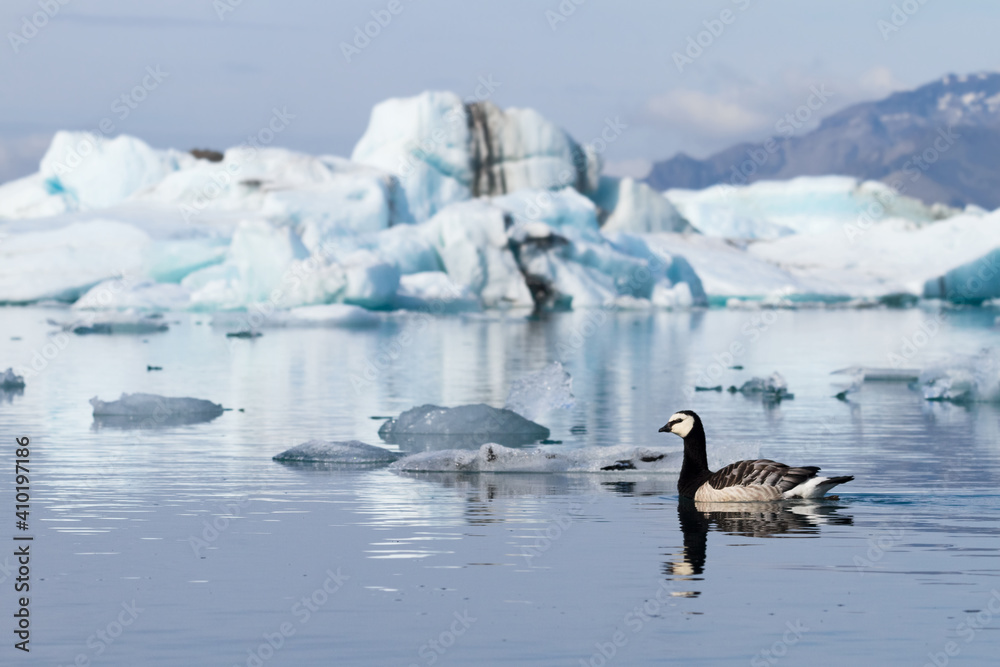Fototapeta premium Barnacle geese swimming on Jokulsarlon glacier lagoon in Iceland