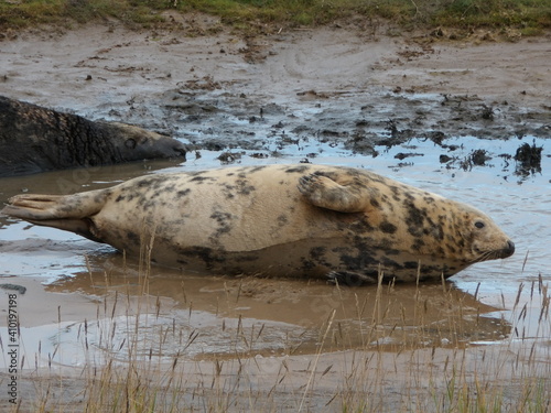 seal